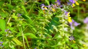 Attēlu rezultāti vaicājumam “Melampyrum nemorosum leaf”