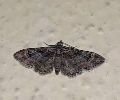 Attēlu rezultāti vaicājumam “Gymnoscelis rufifasciata”