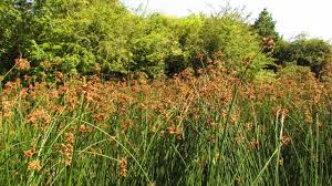 Attēlu rezultāti vaicājumam “Scirpus sylvaticus fruit”