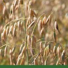 Attēlu rezultāti vaicājumam “Avena sativa fruit”