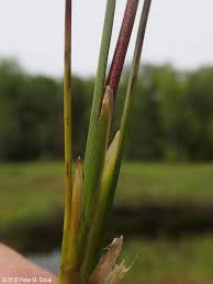 Attēlu rezultāti vaicājumam “Scheuchzeria palustris fruit”
