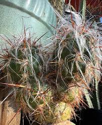 Attēlu rezultāti vaicājumam “Collaria rubens stalked”