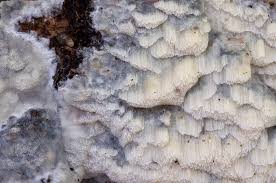 Attēlu rezultāti vaicājumam “Skeletocutis odora”