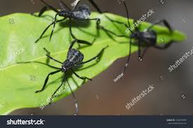 Attēlu rezultāti vaicājumam “Cicindela sylvatica”