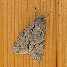 Attēlu rezultāti vaicājumam “Acronicta cuspis”