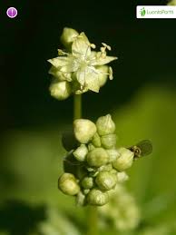 Attēlu rezultāti vaicājumam “Mercurialis perennis bud”