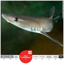 Image result for Mustelus canis