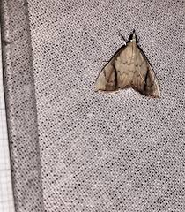 Attēlu rezultāti vaicājumam “Eulithis populata”