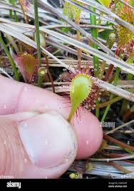 Attēlu rezultāti vaicājumam “Drosera x obovata”