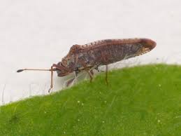 Attēlu rezultāti vaicājumam “Physatocheila smreczynskii”