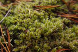 Attēlu rezultāti vaicājumam “Racomitrium canescens”