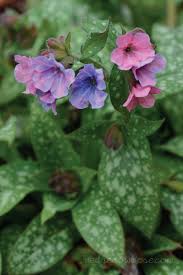 Attēlu rezultāti vaicājumam “Pulmonaria saccharata leaf”