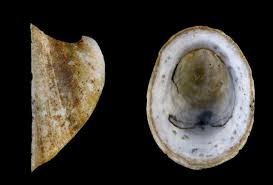 Attēlu rezultāti vaicājumam “Ancylus fluviatilis”