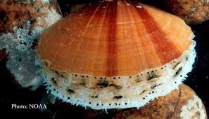 Image result for Placopecten magellanicus