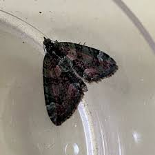 Attēlu rezultāti vaicājumam “Chloroclysta siterata”