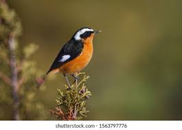 Image result for Phoenicurus moussieri