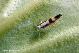 Attēlu rezultāti vaicājumam “Yponomeutidae”