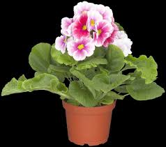 Image result for Primula obconica