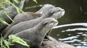 Image result for Eltham Otters