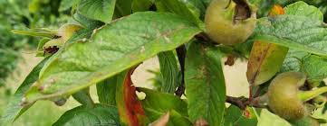 Attēlu rezultāti vaicājumam “Mespilus germanica fruit”