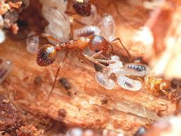 Attēlu rezultāti vaicājumam “Myrmica rubra”