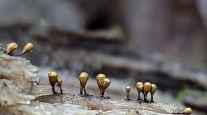 Attēlu rezultāti vaicājumam “Hemitrichia leiotricha macro”