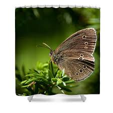 Attēlu rezultāti vaicājumam “Aphantopus hyperantus underside”