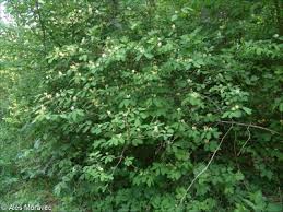 Attēlu rezultāti vaicājumam “Lonicera xylosteum leaf”