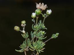 Attēlu rezultāti vaicājumam “Spergula morisonii”