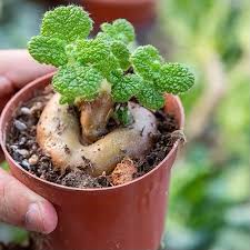 Image result for Sinningia