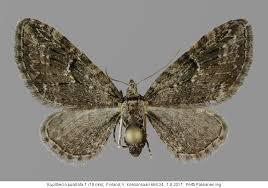 Attēlu rezultāti vaicājumam “Eupithecia pusillata”