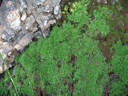 Attēlu rezultāti vaicājumam “Fossombronia foveolata sporophyte”