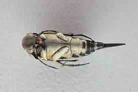 Attēlu rezultāti vaicājumam “Mordellidae”