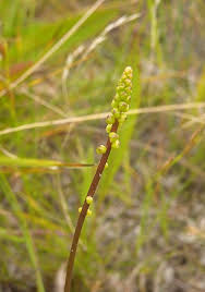 Attēlu rezultāti vaicājumam “Triglochin palustre fruit”