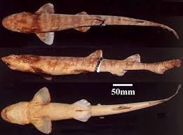 Image result for Haploblepharus edwardsii