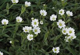Attēlu rezultāti vaicājumam “Cerastium arvense leaf”