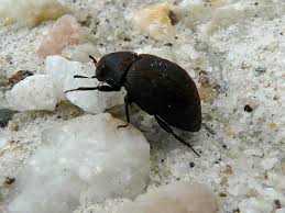 Attēlu rezultāti vaicājumam “Byrrhidae”