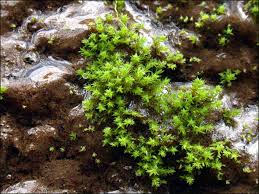 Attēlu rezultāti vaicājumam “Philonotis”