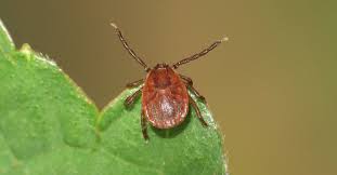 Attēlu rezultāti vaicājumam “Trichia longipalpis macro”