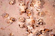 Attēlu rezultāti vaicājumam “Agathomyia wankowiczii”