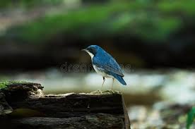 Image result for Luscinia cyane