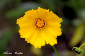 Attēlu rezultāti vaicājumam “Scheuchzeria palustris flower”