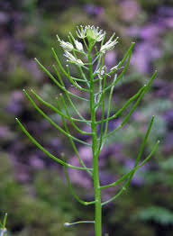 Attēlu rezultāti vaicājumam “Cardamine impatiens”