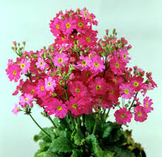 Image result for Primula malacoides