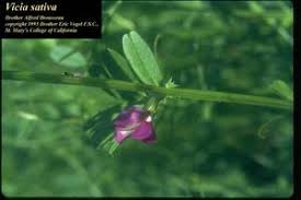 Attēlu rezultāti vaicājumam “Vicia angustifolia flower”