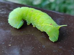 Attēlu rezultāti vaicājumam “Laothoe populi imago”