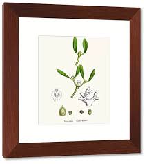 Attēlu rezultāti vaicājumam “Viscum album”