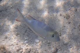 Image result for Monotaxis grandoculis