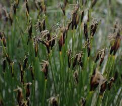 Attēlu rezultāti vaicājumam “Schoenus ferrugineus fruit”
