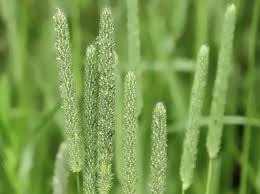 Attēlu rezultāti vaicājumam “Phleum pratense”